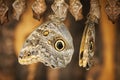 Two Caligo eurilochus side by side_Bananenfalter