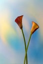 Two Calla Lilies Royalty Free Stock Photo