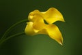 Two Calla Lily Flowers background Royalty Free Stock Photo