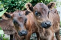 Two Calves Royalty Free Stock Photo