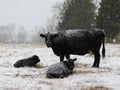 Cold Black Cows