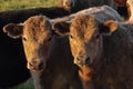 Two calves facing camera in warm afternoon light Royalty Free Stock Photo