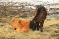 Two calves Royalty Free Stock Photo