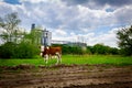 Two calves are grazing grass on meadow, in background stands few big grain silos in industrial landscape