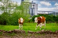 Two calves are grazing grass on meadow, in background stands few big grain silos in industrial landscape