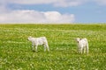 Two calves on green pasture under blue sky with clouds Royalty Free Stock Photo