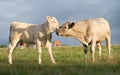 Two calves rubbing heads, morning pasture.