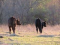 Two calves walking in spring pasture Royalty Free Stock Photo