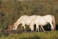 Two Camargue horses drinking at a pond Royalty Free Stock Photo