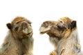 Two camel portrait isolated on white background