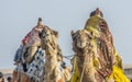 Two camel close up Kutch