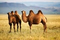 Two camel in mongolia Royalty Free Stock Photo