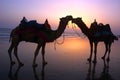 Two Camel at a seashore during dusk.