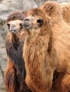 Two camels Royalty Free Stock Photo