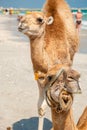 Two Camels on the Beach Royalty Free Stock Photo