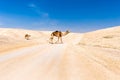 Two camels crossing desert road pasturing, Dead sea, Israel.