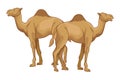 Two camels desert animals cartoons Royalty Free Stock Photo