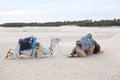 Two camels dromedaries resting on sand