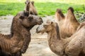 Two camels falling in love Royalty Free Stock Photo