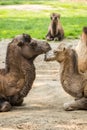 Two camels falling in love Royalty Free Stock Photo