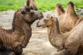 Two camels falling in love Royalty Free Stock Photo