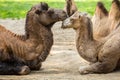 Two camels falling in love Royalty Free Stock Photo