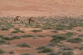 Two camels feeding on desert bushes under sand dune in the desert of Wahiba Sands, Oman. Majestic desert animals of