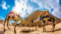 Two camels in front of the great pyramid of Giza