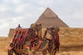 Two camels on Giza pyramid background