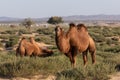 Two camels are grazing in a desert oasis in the Gobi Desert in Mongolia. Royalty Free Stock Photo