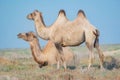 Two camels grazing in the steppes of Kazakhstan Royalty Free Stock Photo