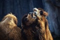 Two Camels Royalty Free Stock Photo