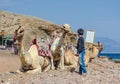 Two camels and local boys on coast of sea in Egypt Dahab South Sinai