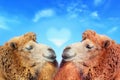 Two Camels with Love Royalty Free Stock Photo