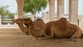 Two camels lying down, resting in doors at Souq Waqif, Doha, Qatar Royalty Free Stock Photo