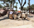 Two camels in the Middle East Royalty Free Stock Photo