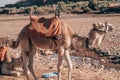 Camels near Ait ben haddou in Morocco Royalty Free Stock Photo