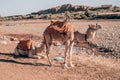 Camels near Ait ben haddou in Morocco Royalty Free Stock Photo