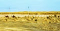 Two Camels Nearby A Village In Karakum Desert In Central Turkmenistan Royalty Free Stock Photo