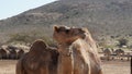 Two camels or one, funny close up. Camel in Negev Desert, Israel