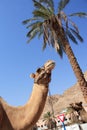 Two camels portrait, palm tree Royalty Free Stock Photo
