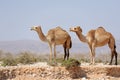 Two camels in the prairie of Socotra island, Yemen Royalty Free Stock Photo