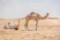 Two camels at Sahara desert during the hot summer day in Tunisia. Royalty Free Stock Photo