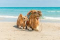 Two Camels Sitting on the Beach Royalty Free Stock Photo