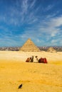 Two camels sitting in front of the great pyramids in Giza in the desert during a sunny warm day in summer, Egypt Royalty Free Stock Photo