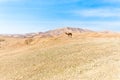 Two camels standing desert mountain ridge, Israel. Royalty Free Stock Photo