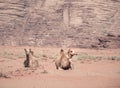 Two Camels in Wadi Rum desert, Jordan Royalty Free Stock Photo