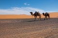 Two camels walk the Erg Chebbi desert towards Merzouga, Morocco Royalty Free Stock Photo