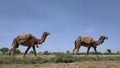 Two camels walking in line