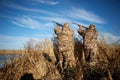 Two duck hunters shooting into sky with rifles Royalty Free Stock Photo